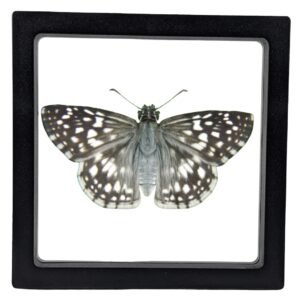 Burnsius oileus - FRAMER Tropical Checkered Skipper (Burnsius oileus) - Framed Entomology Specimen