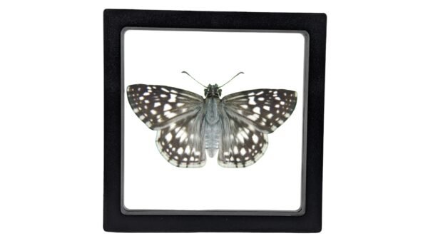 Tropical Checkered Skipper (Burnsius oileus) - Framed Entomology Specimen