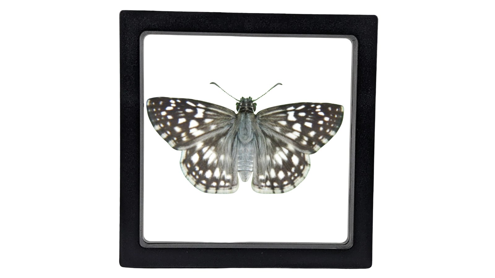 Tropical Checkered Skipper (Burnsius oileus) - Framed Entomology Specimen