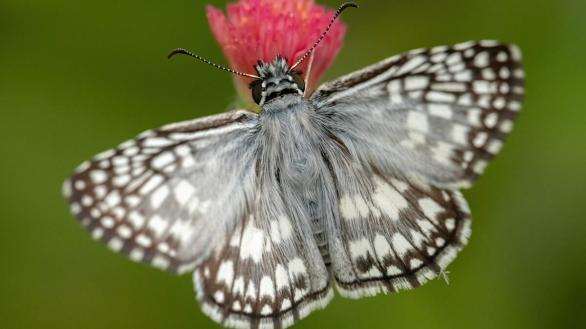 Tropical Checkered Skipper (Burnsius oileus) - Framed Entomology Specimen – alternate view
