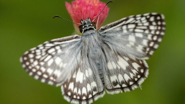 Tropical Checkered Skipper (Burnsius oileus) - Framed Entomology Specimen