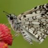 Tropical Checkered Skipper (Burnsius oileus) - Framed Entomology Specimen