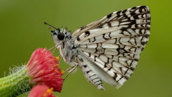 Tropical Checkered Skipper (Burnsius oileus) - Framed Entomology Specimen