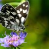 Tropical Checkered Skipper (Burnsius oileus) - Framed Entomology Specimen