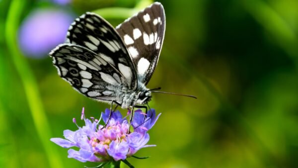 Tropical Checkered Skipper (Burnsius oileus) - Framed Entomology Specimen