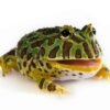 Ceratophrys cranwelli - IMG-00 Pacman Frog (Ceratophrys cranwelli)