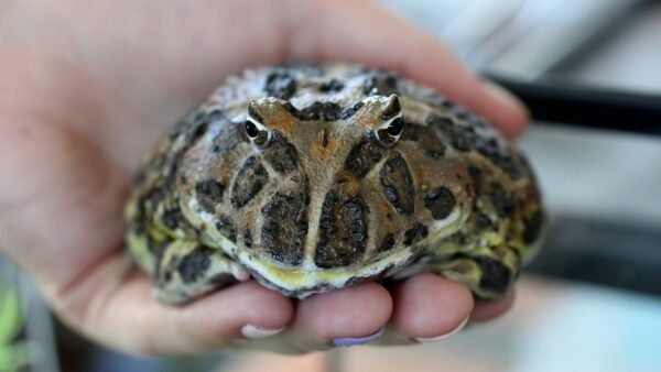 Ceratophrys cranwelli - IMG-03 Pacman Frog (Ceratophrys cranwelli)