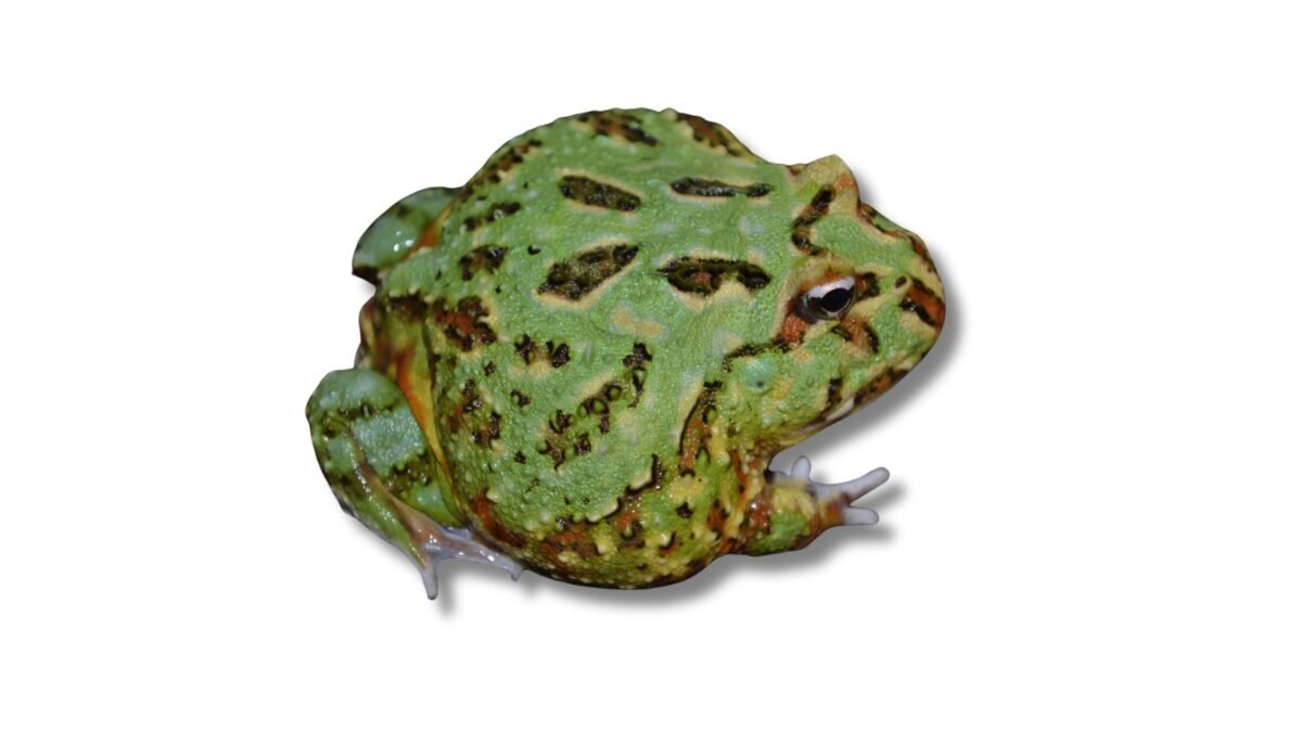 Pacman Frog (Ceratophrys cranwelli) – alternate view