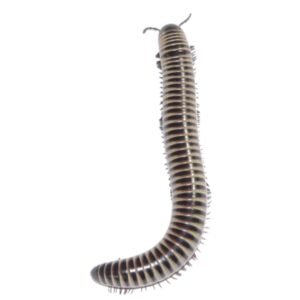 Florida Ivory Millipede (Chicobolus spinigerus)