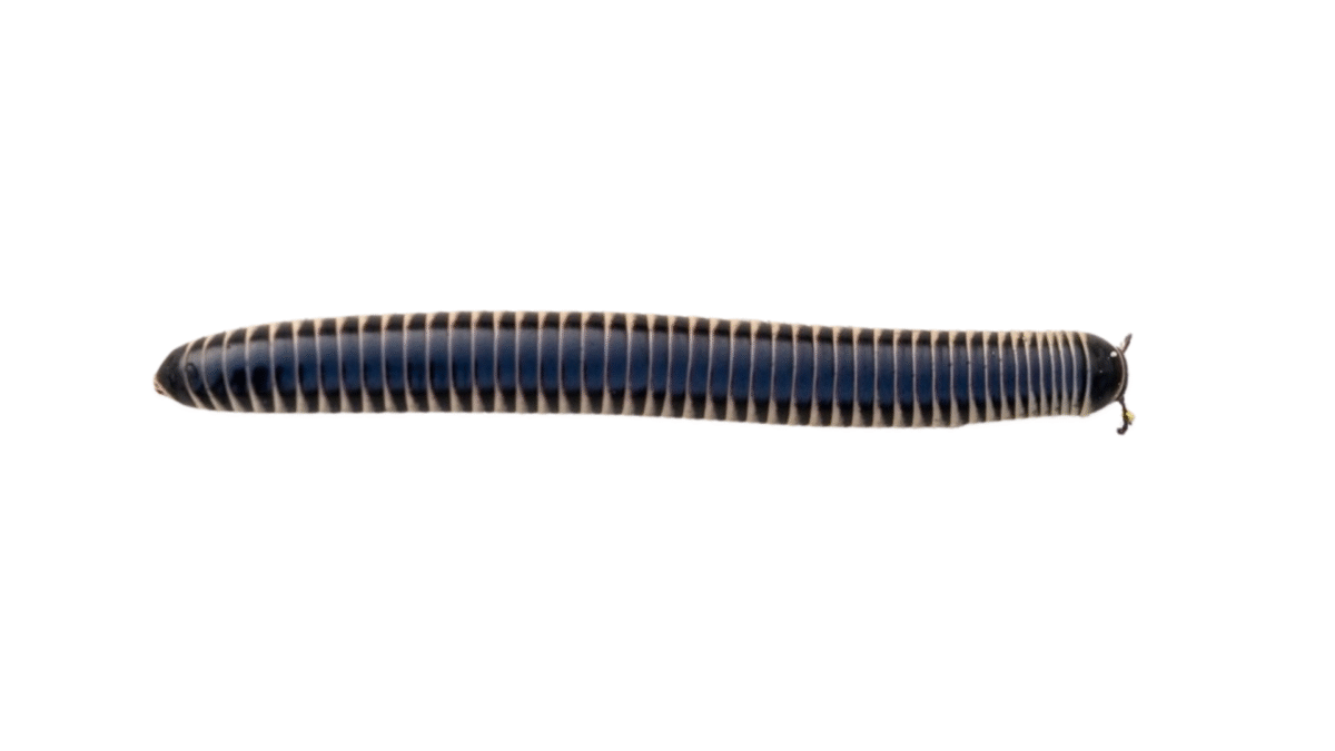 Florida Ivory Millipede (Chicobolus spinigerus) – alternate view
