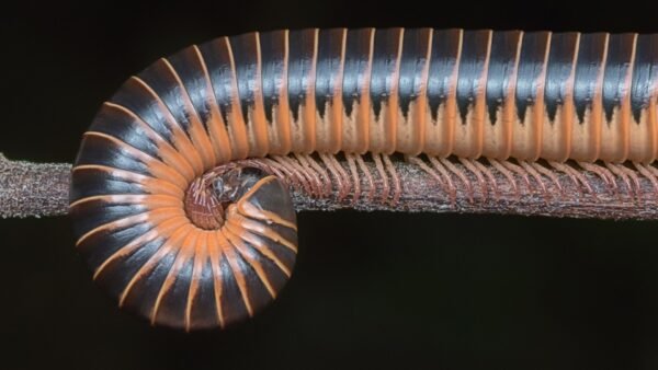 Chicobolus spinigerus - IMG-03 Florida Ivory Millipede (Chicobolus spinigerus)