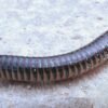 Chicobolus spinigerus - IMG-04 Florida Ivory Millipede (Chicobolus spinigerus)