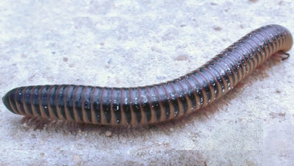 Chicobolus spinigerus - IMG-04 Florida Ivory Millipede (Chicobolus spinigerus)