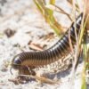 Chicobolus spinigerus - IMG-05 Florida Ivory Millipede (Chicobolus spinigerus)