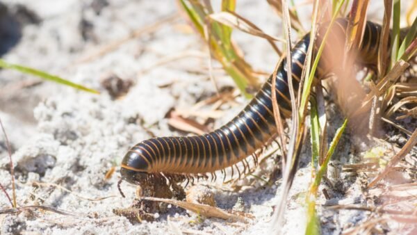 Chicobolus spinigerus - IMG-05 Florida Ivory Millipede (Chicobolus spinigerus)