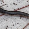 Chicobolus spinigerus - IMG-06 Florida Ivory Millipede (Chicobolus spinigerus)