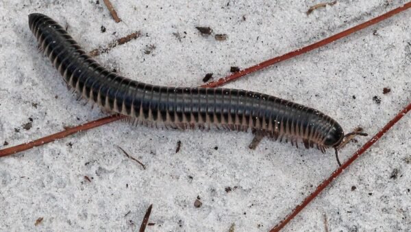 Chicobolus spinigerus - IMG-06 Florida Ivory Millipede (Chicobolus spinigerus)