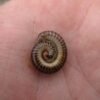 Chicobolus spinigerus - IMG-09 Florida Ivory Millipede (Chicobolus spinigerus)