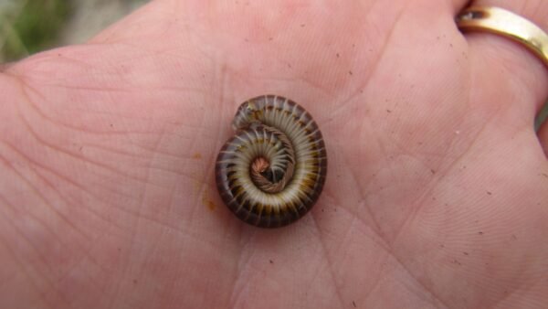 Chicobolus spinigerus - IMG-09 Florida Ivory Millipede (Chicobolus spinigerus)