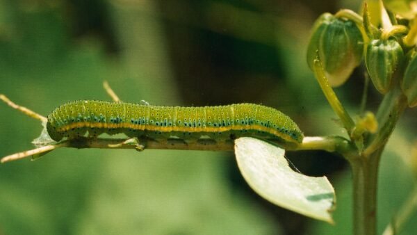 Cloudless Sulfur (Phoebis sennae) - Framed Entomology Specimen