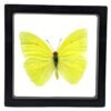 Cloudless Sulfur (Phoebis sennae) - Framed Entomology Specimen