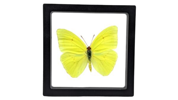 Cloudless Sulfur (Phoebis sennae) - Framed Entomology Specimen