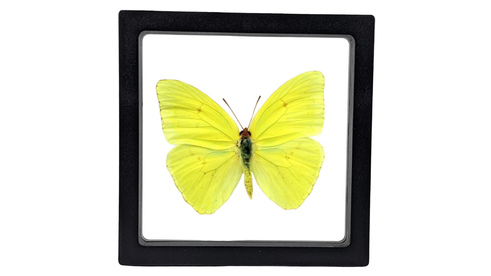 Cloudless Sulfur (Phoebis sennae) - Framed Entomology Specimen