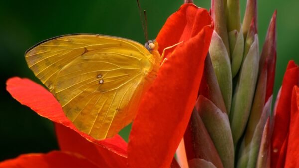 Cloudless Sulfur (Phoebis sennae) - Framed Entomology Specimen