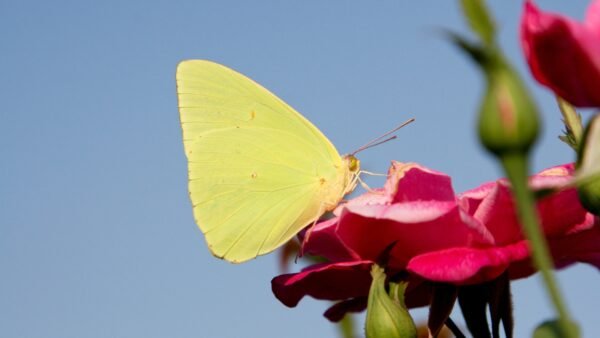 Cloudless Sulfur (Phoebis sennae) - Framed Entomology Specimen