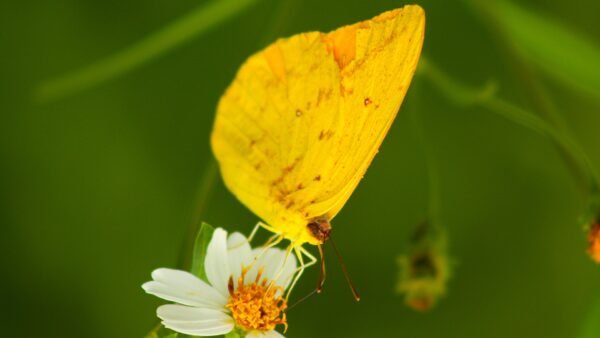 Cloudless Sulfur (Phoebis sennae) - Framed Entomology Specimen