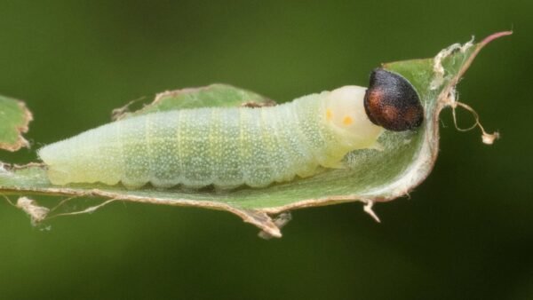 Horace’s Duskywing (Erynnis Horatius) - Framed Entomology Specimen