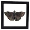 Horace’s Duskywing (Erynnis Horatius) - Framed Entomology Specimen