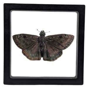 Horace’s Duskywing (Erynnis Horatius) - Framed Entomology Specimen