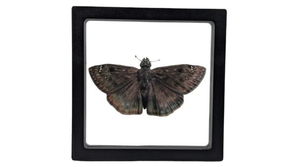 Horace’s Duskywing (Erynnis Horatius) - Framed Entomology Specimen
