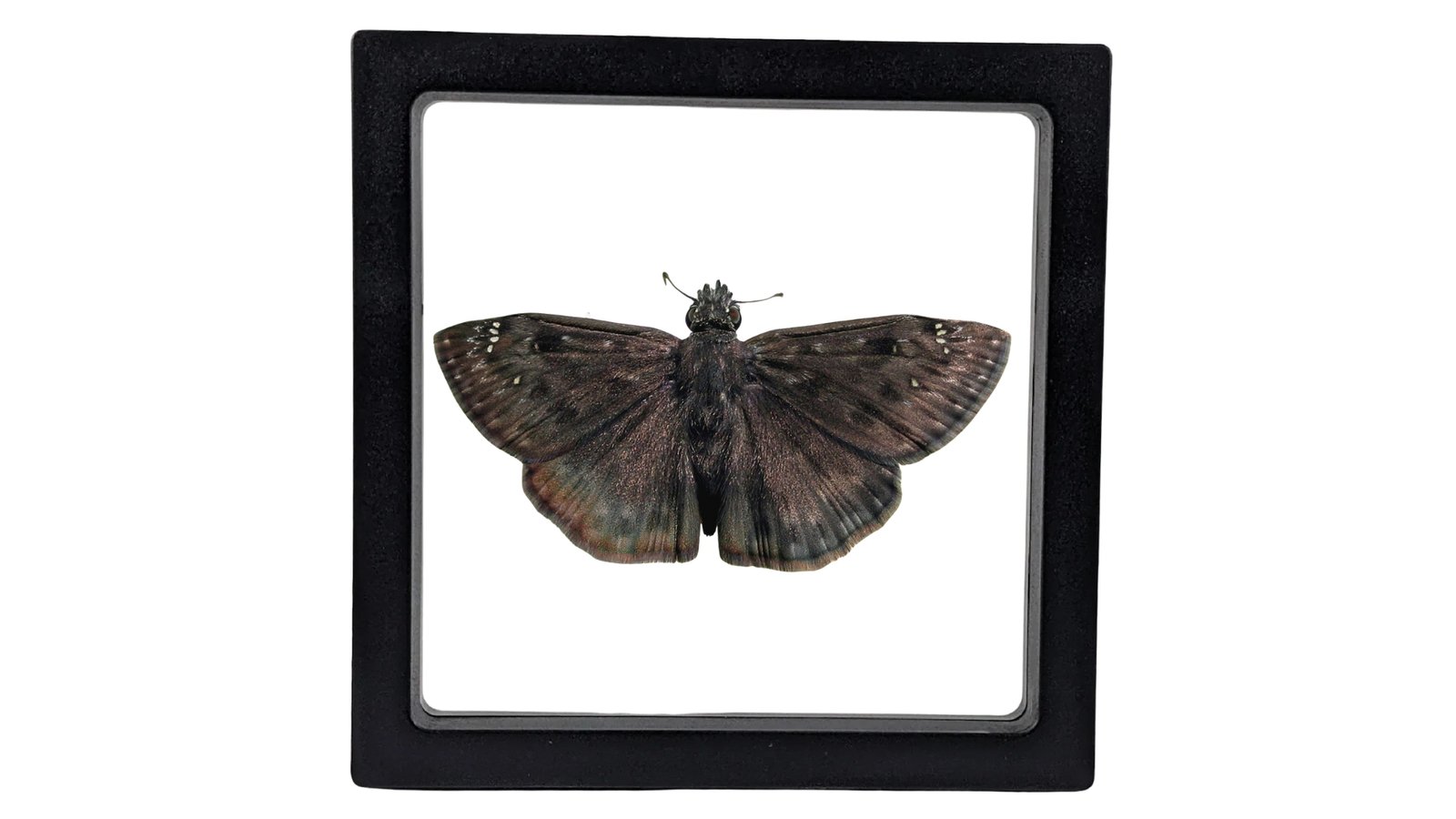 Horace’s Duskywing (Erynnis Horatius) - Framed Entomology Specimen