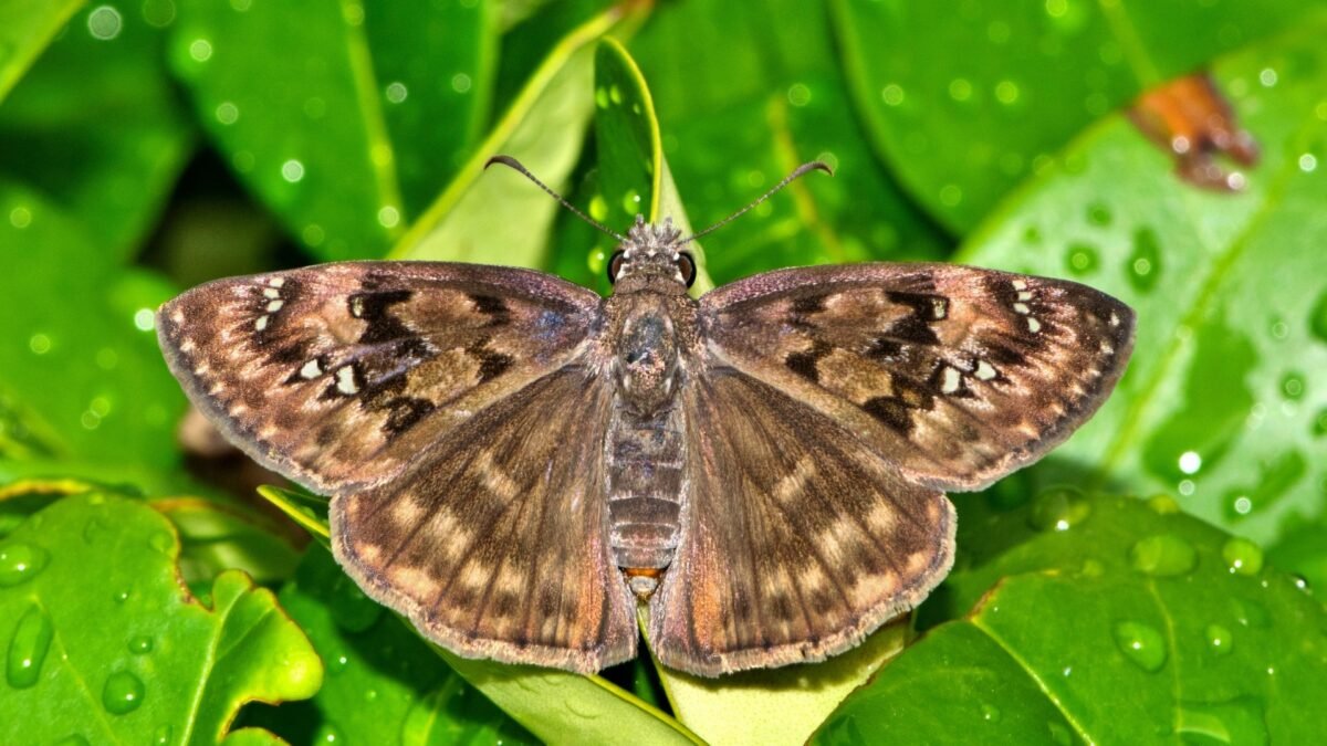 Horace’s Duskywing (Erynnis Horatius) - Framed Entomology Specimen – alternate view