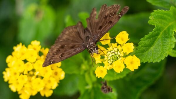 Horace’s Duskywing (Erynnis Horatius) - Framed Entomology Specimen
