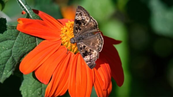 Horace’s Duskywing (Erynnis Horatius) - Framed Entomology Specimen