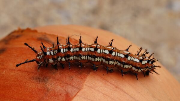 Varigated Fritillary (Euptoieta Claudia) - Framed Entomology Specimen