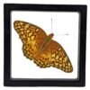 Varigated Fritillary (Euptoieta Claudia) - Framed Entomology Specimen