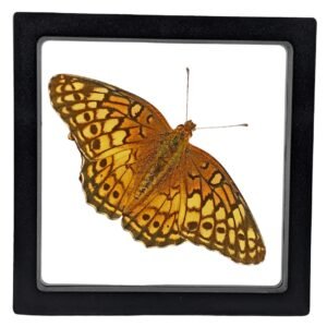 Varigated Fritillary (Euptoieta Claudia) - Framed Entomology Specimen