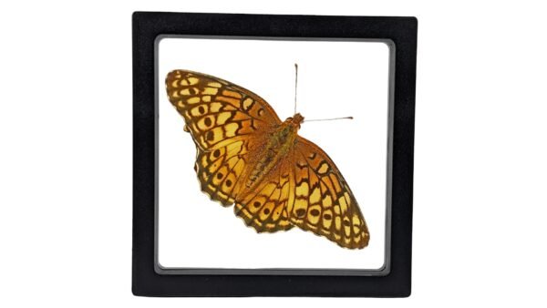 Varigated Fritillary (Euptoieta Claudia) - Framed Entomology Specimen
