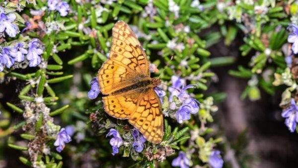 Varigated Fritillary (Euptoieta Claudia) - Framed Entomology Specimen