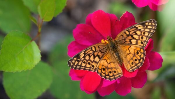 Varigated Fritillary (Euptoieta Claudia) - Framed Entomology Specimen