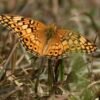 Varigated Fritillary (Euptoieta Claudia) - Framed Entomology Specimen