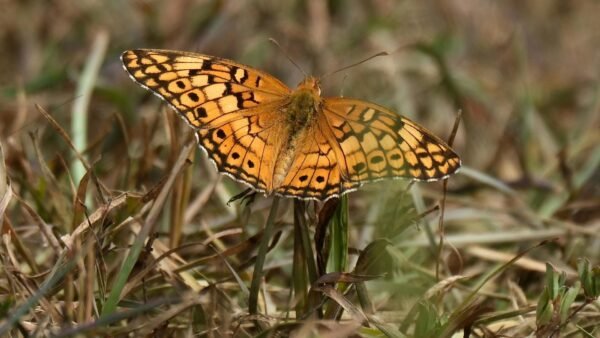 Varigated Fritillary (Euptoieta Claudia) - Framed Entomology Specimen