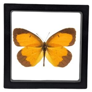Sleepy Orange (Eurema nicippe) - Framed Entomology Specimen