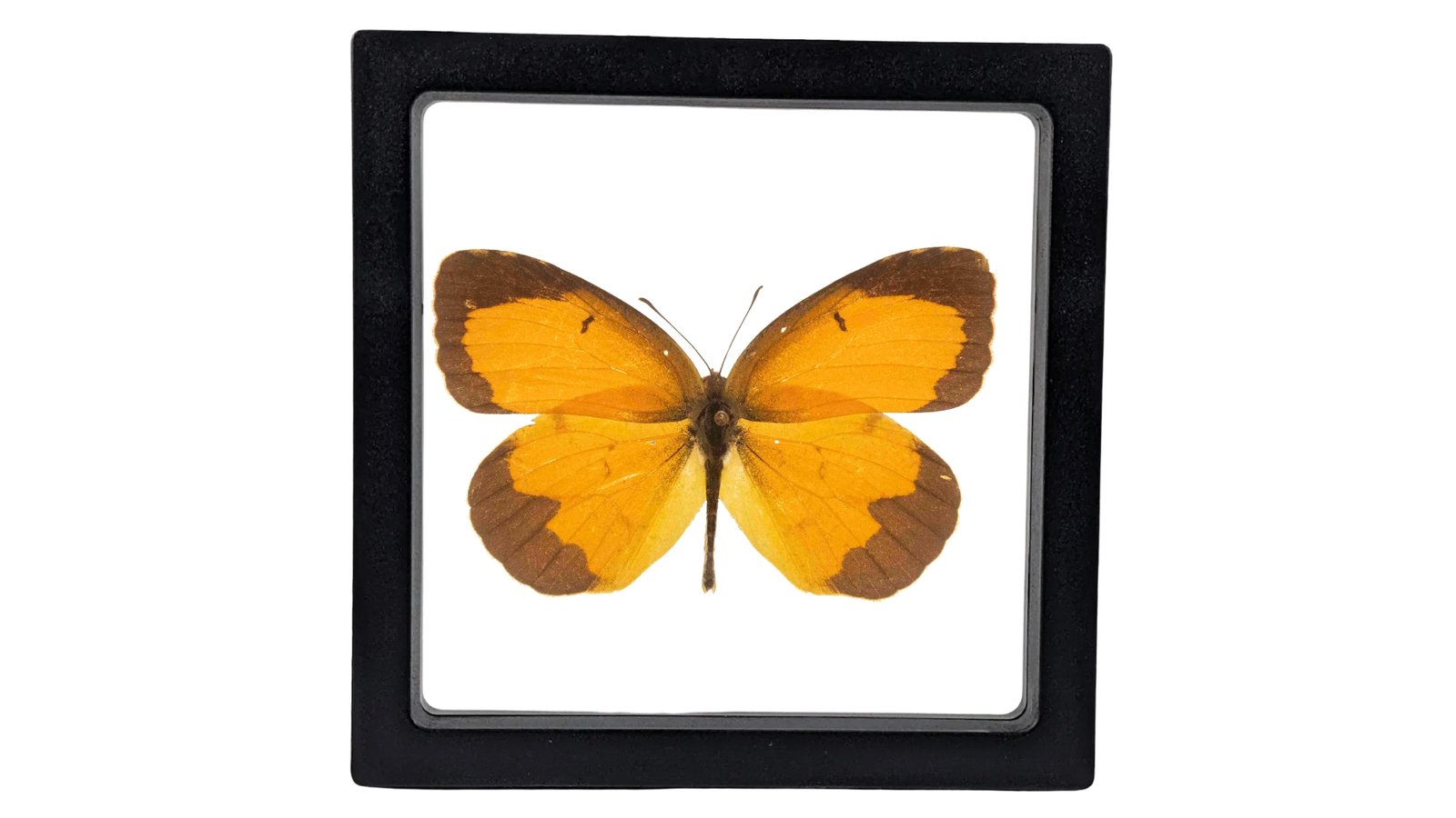 Sleepy Orange (Eurema nicippe) - Framed Entomology Specimen