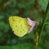 Sleepy Orange (Eurema nicippe) - Framed Entomology Specimen