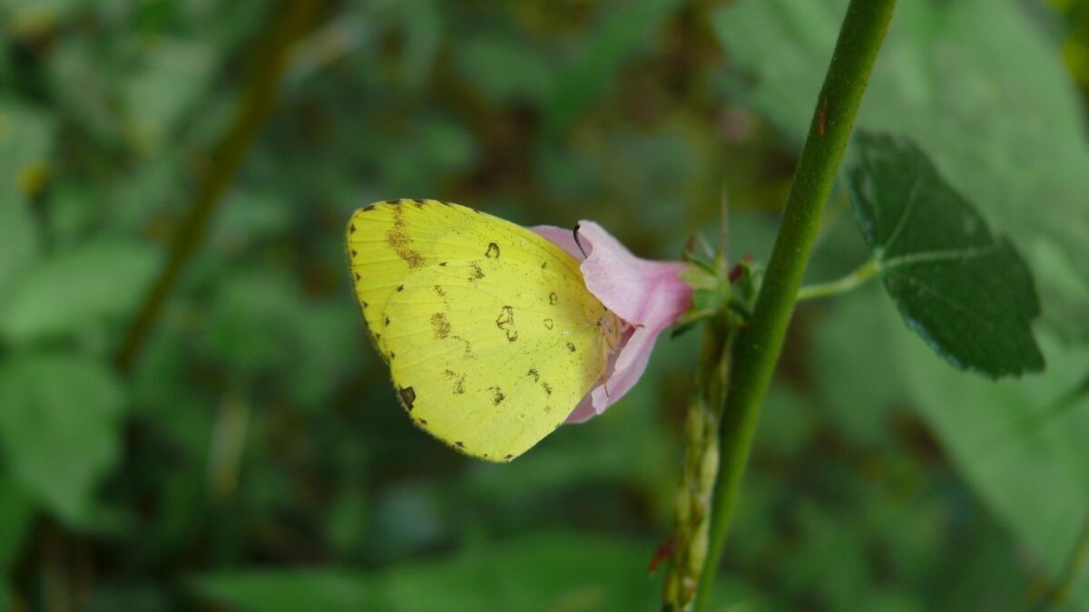 Sleepy Orange (Eurema nicippe) - Framed Entomology Specimen – alternate view